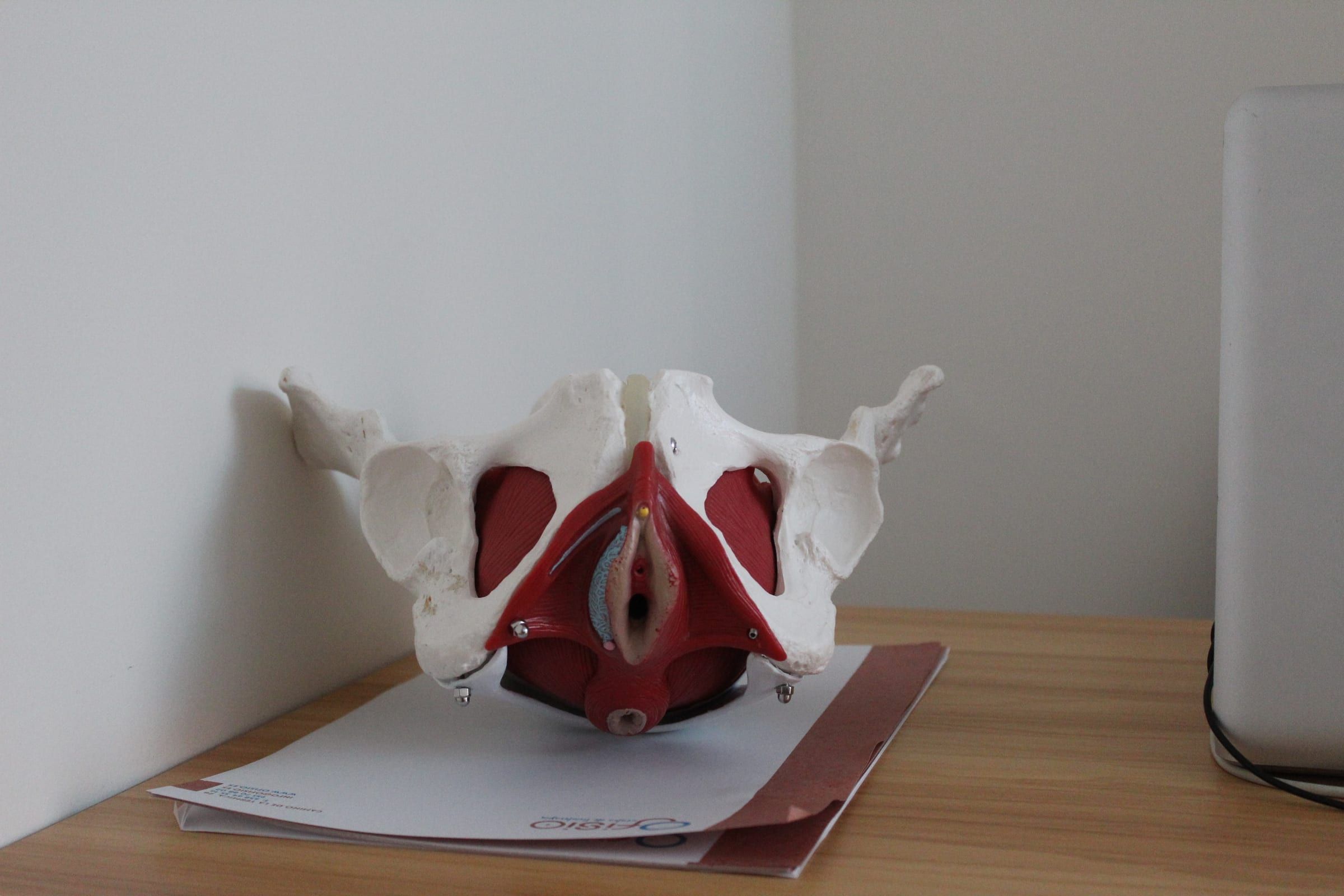 Modelo anatómico de una pelvis con la musculatura del suelo pélvico sobre la mesa de la consulta